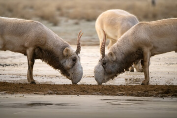 Saiga antelopes or Saiga tatarica fight in steppe near waterhole in winter