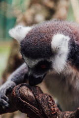 lemur