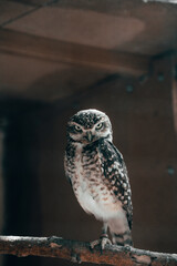 Athene Cunicularia, Strigidae mirando enfadado