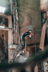 Lophoceros Nasutus, Toco piquinegro, Bucerotiforme, Bucerotidae comiendo