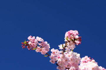 嵐山_桜