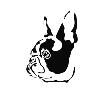 Vector illustration of a hand drawn silhouette of a french bulldog. Black dog template. Isolated on white background.