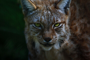portrait of a lynx