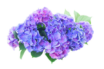 blue and violet hortensia flowers