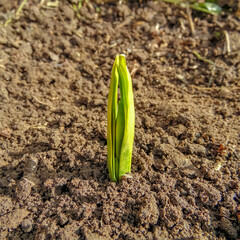 germinating sprout of a spring flower Narcissus in a spring bed