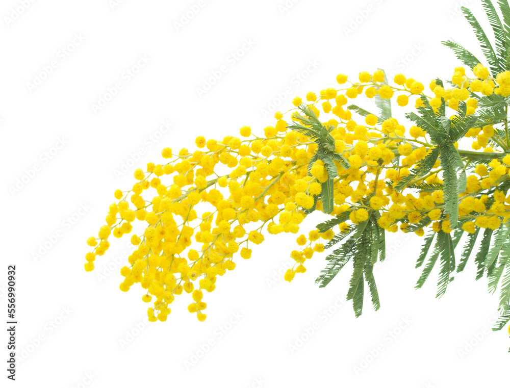 Poster french mimosa