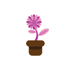 pink flower in pot on white background very suitable for additional elements