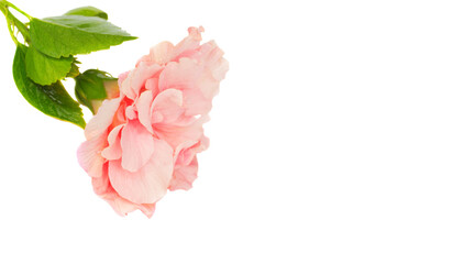 border of colorful hibiscus flowers © neirfy