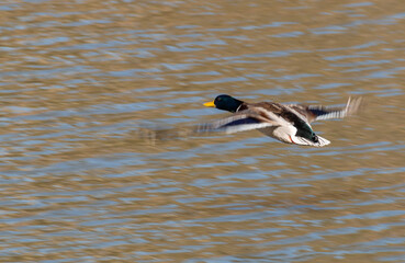 Drake Mallard Flying Over a Lake