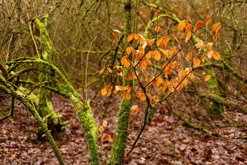 autumn leaves on a tree