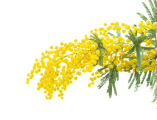 French mimosa