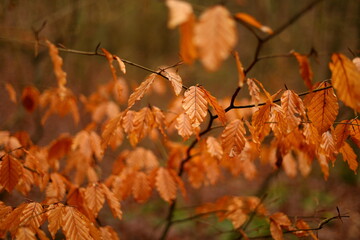 autumn leaves