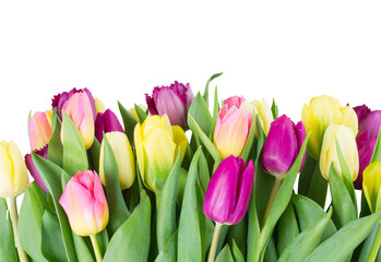 bouquet of  yellow and purple  tulip flowers
