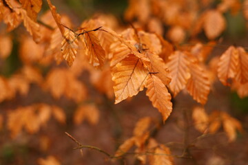 autumn leaves