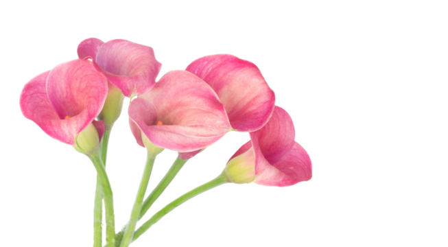 Calla lilly