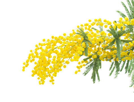 French mimosa