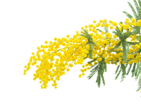 French mimosa