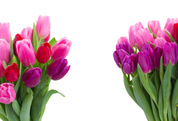 bouquet of  pink and purple  tulip flowers