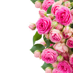 border of  fresh pink roses close up