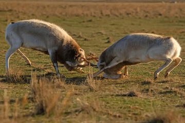 Obraz na płótnie Canvas Saiga antelopes or Saiga tatarica fight in steppe near waterhole in winter