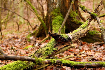 roots of a tree