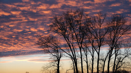 Poplar in front of beautfuly coloured evening clouds