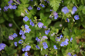 Veronica chamaedrys - germander speedwell - bird's-eye speedwell - cat's eyes