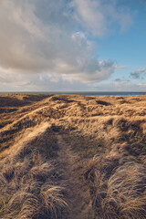 Wide Grass Dunes in Denmark in winter. High quality photo