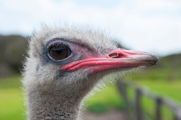 Closeup of the head of ostrich