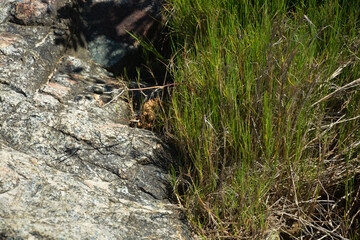 grass and stones