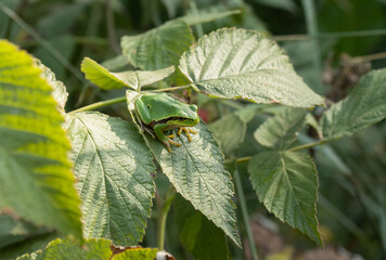 A little European tree frog sitting on the raspberry leaves. It seems that it's about to jump