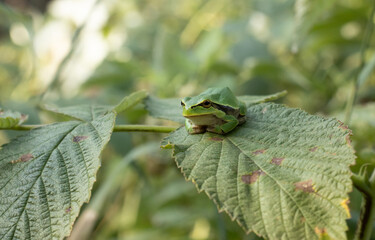 A little European tree frog sitting on the raspberry leaves in a calm posture. It looks into the camera