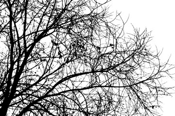 Fototapeta premium Tree branch silhouette on transparent background