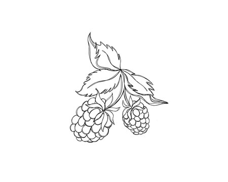 Line art illustration of a sprig of raspberries. Isolated berry illustration element on white background.