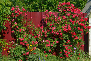 Fototapeta na wymiar Many bright red roses are on shrub in sunlight.