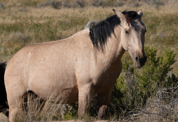 Naklejka na ściany i meble Wild Horse in the Wyoming Desert in Autumn
