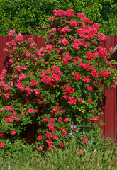 Many bright red roses are on shrub in sunlight.