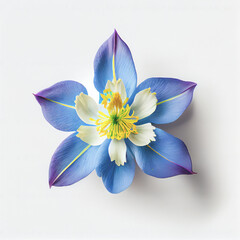 Top view a Colorado blue columbine flower isolated on a white background, suitable for use on Valentine's Day cards
