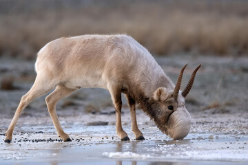 Saiga antelope or Saiga tatarica drinks in steppe near waterhole in winter
