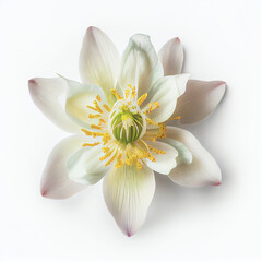 Top view a Columbine flower isolated on a white background, suitable for use on Valentine's Day cards