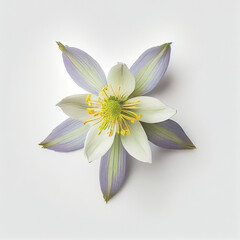 Top view a Columbine flower isolated on a white background, suitable for use on Valentine's Day cards