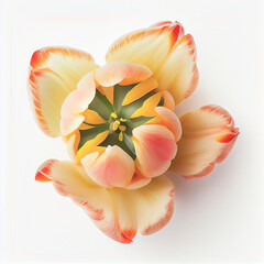 Top view a Tulip flower isolated on a white background, suitable for use on Valentine's Day cards