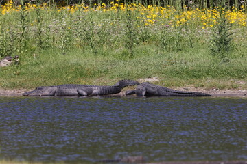  Alligator   Myakka River State Park Florida USA