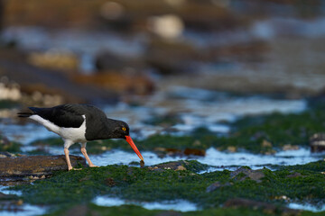 Magellanic Oystercatcher (Haematopus leucopodus) searching for food along the coast of Carcass Island in the Falkland Islands.