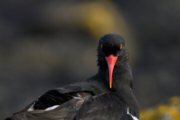 Magellanic Oystercatcher (Haematopus leucopodus) on the coast of Carcass Island in the Falkland...