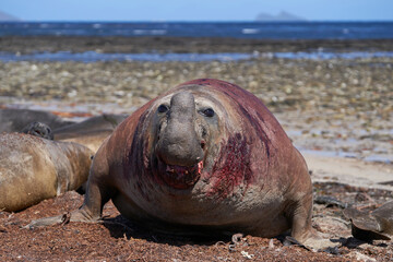 Battle scarred male Southern Elephant Seal (Mirounga leonina) during the breeding season on Carcass Island in the Falkland Islands.