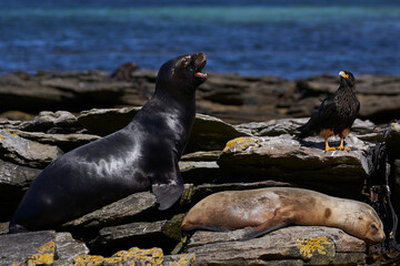 Striated Caracara (Phalcoboenus australis) close to a group of Southern Sea Lion (Otaria flavescens) on the coast of carcass Island in the Falkland Islands.