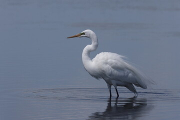 Naklejka premium Great Egret Myakka River State Park Florida USA