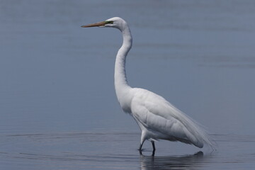 Great Egret Myakka River State Park Florida USA
