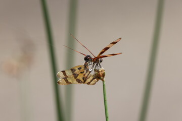  Halloween Pennant (Celithemis eponina) Myakka River State Park Florida USA